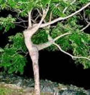 tree